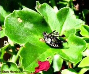 Beetles geranPM